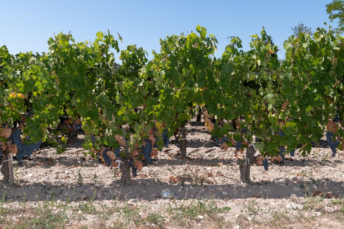 Margaux French Vineyards