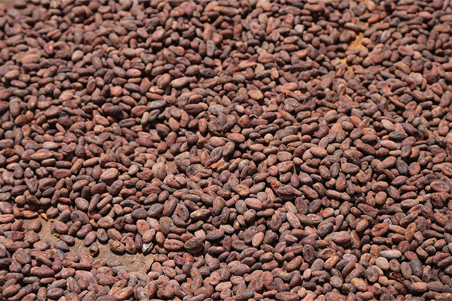 A large pile of cocoa beans spread out evenly for drying.