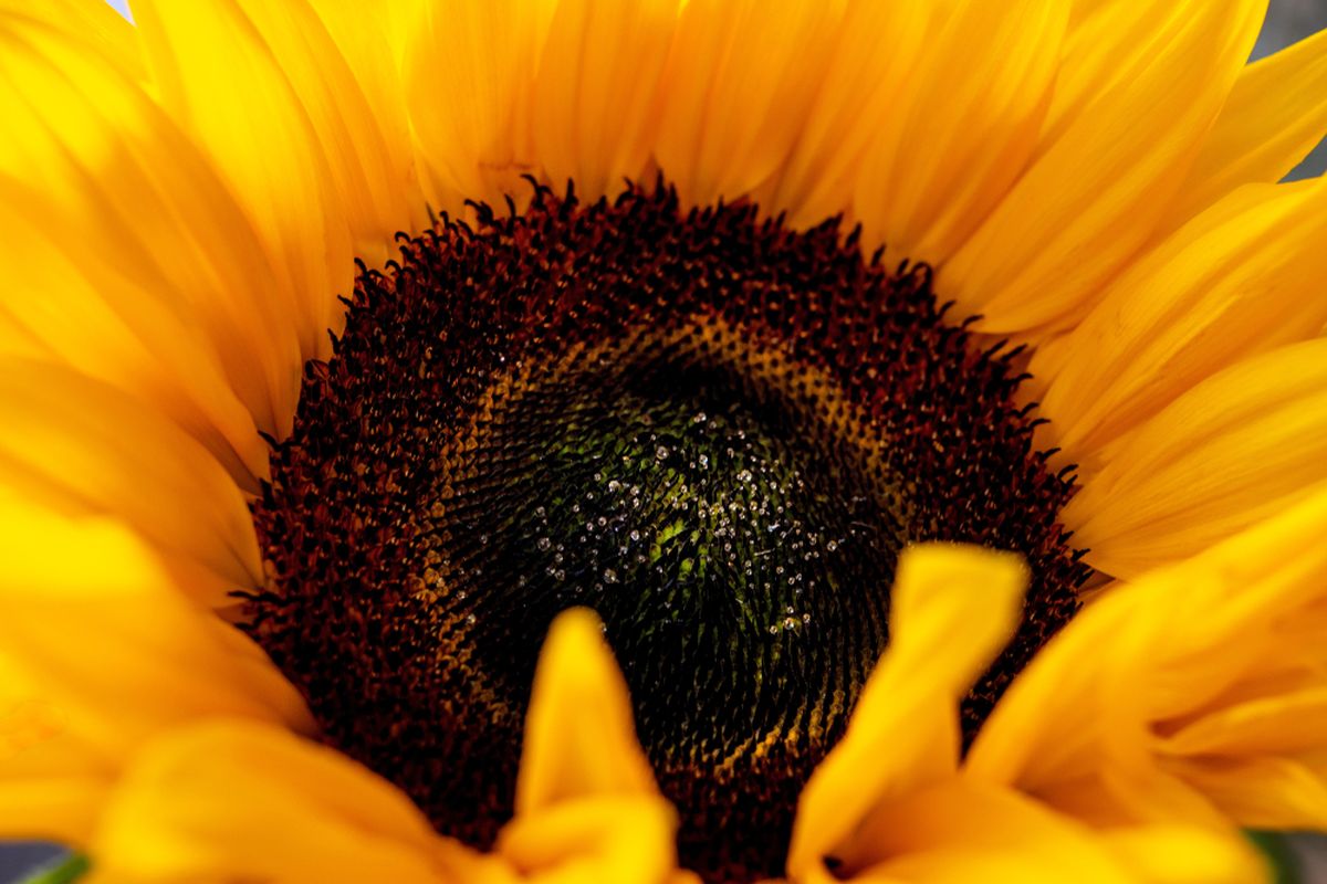 A close-up picture of a sunflower