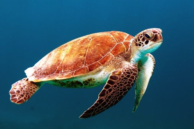 Turtle swimming