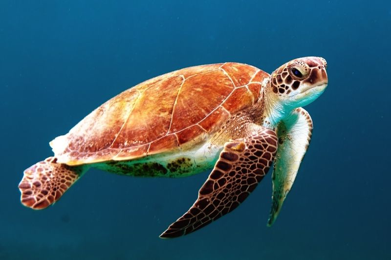 Turtle swimming