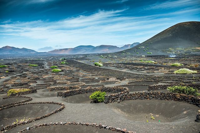 Vineyard on Lanzarote, Canary Islands, Spain