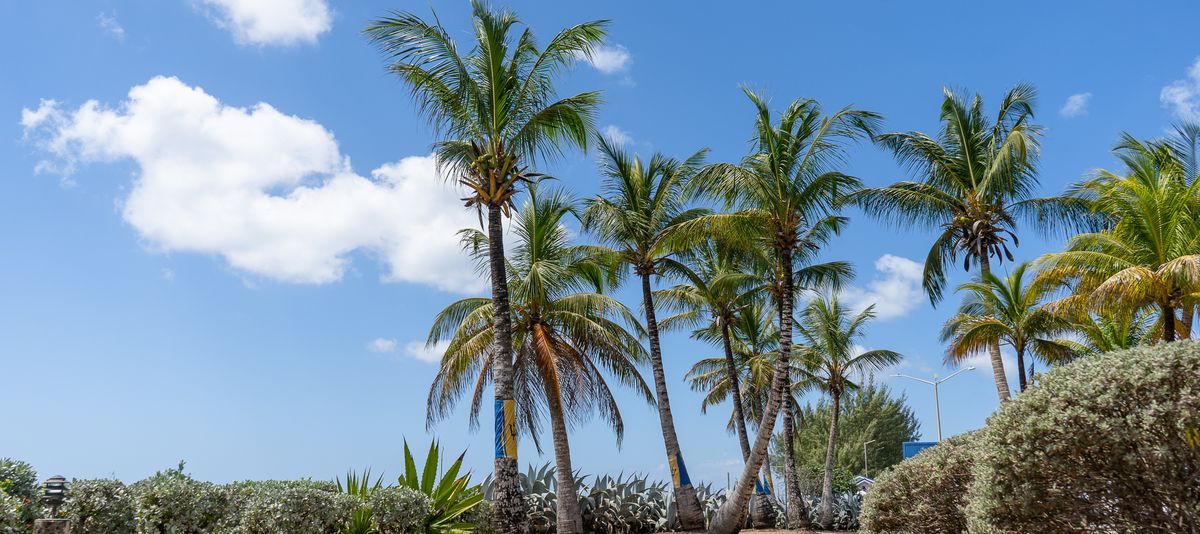 Palm trees in Bridgetown, Barbados