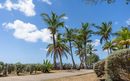 Palm trees in Bridgetown, Barbados