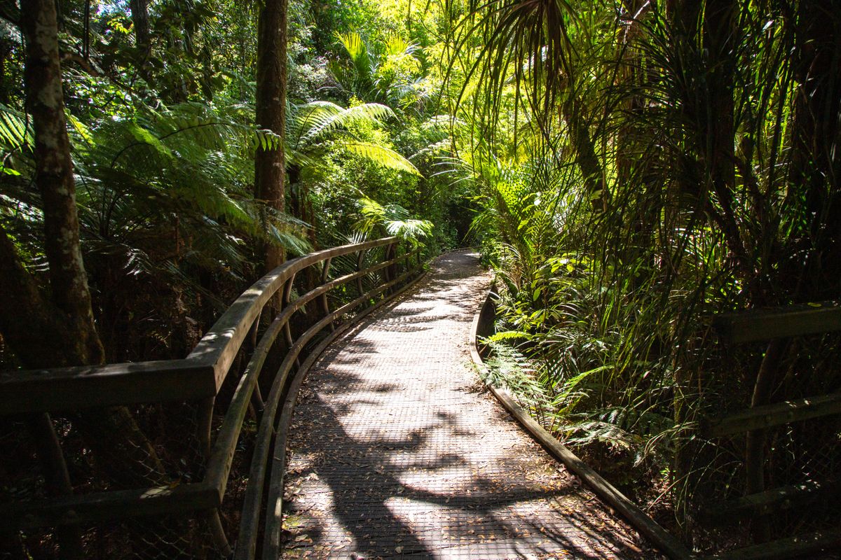 A winding trail through the New Zealand
