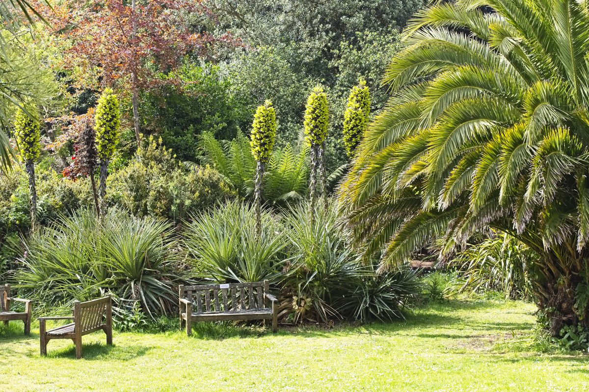 View of plants in Carreg Dhu Gardens