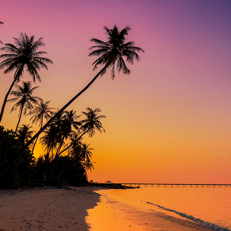 Summer with sunrise scene with  palm trees background as texture frame background