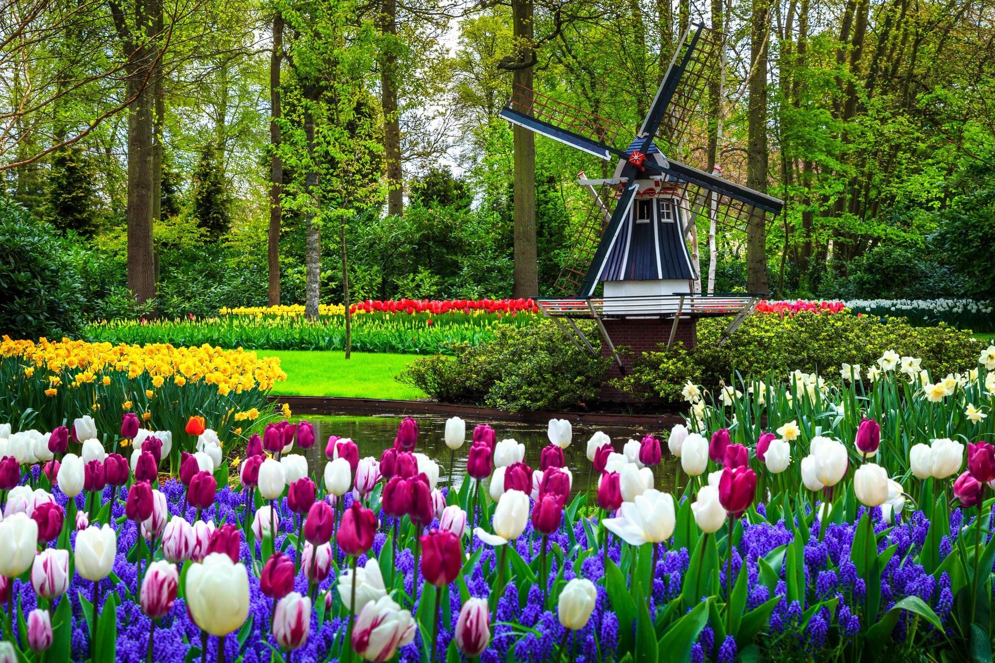 Dutch Springtime Delights - Tulips & Chocolates